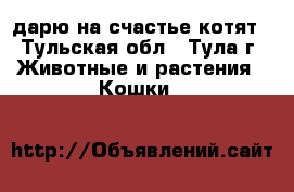 дарю на счастье котят - Тульская обл., Тула г. Животные и растения » Кошки   